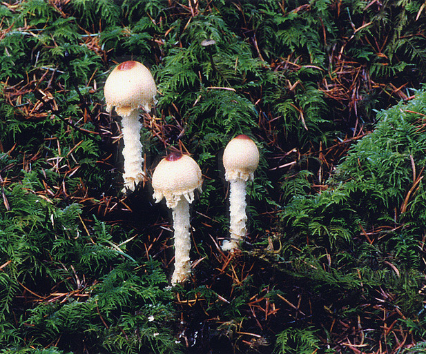 Lepiota magnispora